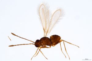 Th1454-0 crassipennis.jpg