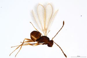 Th1455-0 crassipennis.jpg