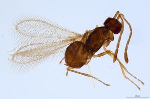 Th1456-0 crassipennis.jpg