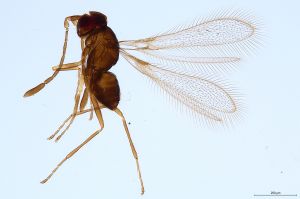 Th1788-0 crassipennis.jpg