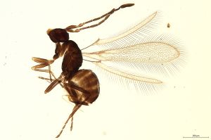 Th3134-0 crassipennis.jpg