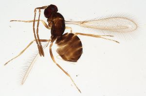 Th3141-0 crassipennis.jpg