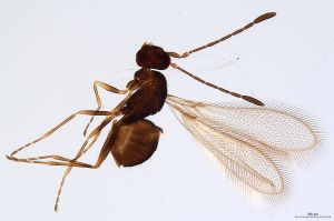 Th3145-0 crassipennis.jpg