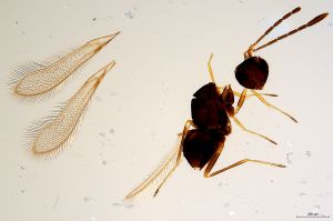 Th1538-0 crassipennis.jpg