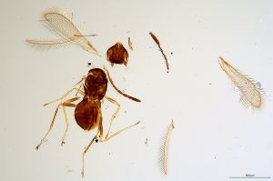 Th1540-0 crassipennis.jpg