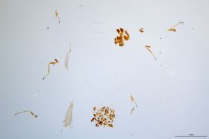 Th1541-0 crassipennis.jpg