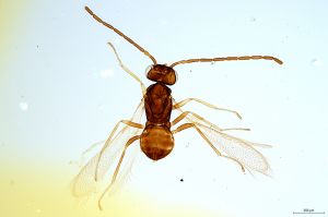 Th1543-0 crassipennis.jpg