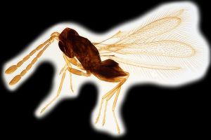 Th1104-0 crassus.png