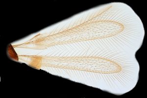 crassus Htype 0-1.png