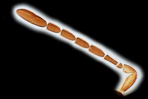 crassus Htype 0-3.png