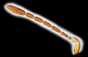 crassus Htype 0-4.png