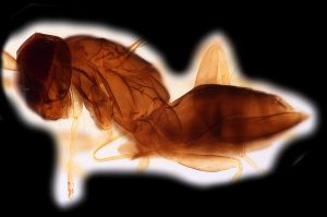 crassus Htype 0-5.png