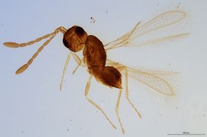 Th2481-0 crassus.jpg