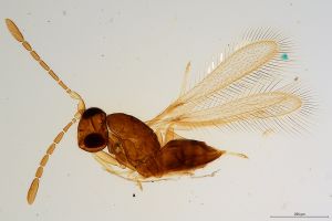 Th3665-0 crassus.jpg