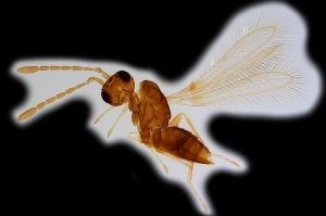 Th3666-0 crassus.png