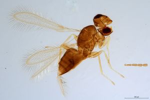 Th3667-0 crassus.jpg