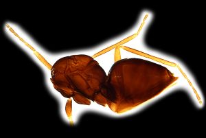 Th3162-0 creber Ptype.png