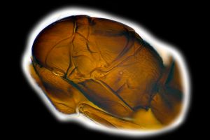 creber Htype 0-10.png