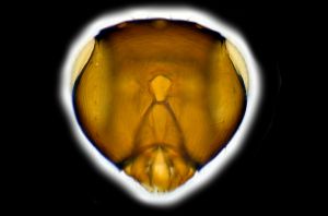 creber Htype 0-2.png