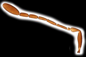 creber Htype 0-3.png