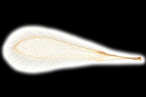 creber Htype 0-5.png