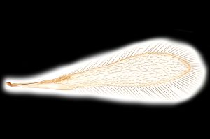 creber Htype 0-6.png