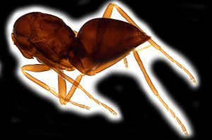 creber Htype 0-9.png