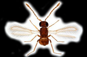 Th16-0-I diana female.png