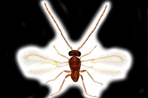 Th16-0-II diana male.png