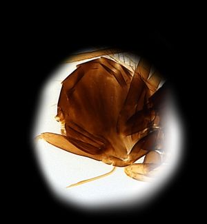 Th2860-0-0 diana.png