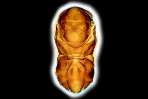 Th3260-0-10 diana.png