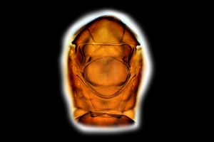 Th3263-0-9 diana.png