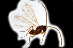 Th896 diana male.png