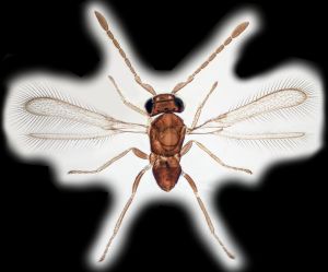 diana  Lectotype.png