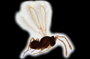 lameerei Htype 0 syn. of diana.png