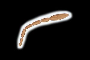 lameerei Htype 0-3.png