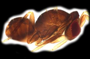 lameerei Htype 0-4.png