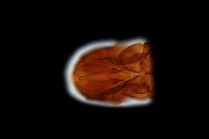 reductus Htype 0-4-1.png