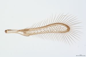 Th-3358-0 diana male.jpg