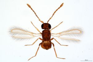 Th16-0-I diana female.jpg