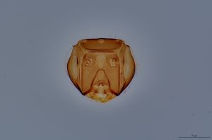 Th195-0-1 diana male.jpg