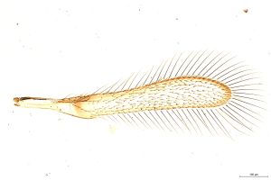 Th254-0 diana male.jpg