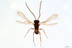 Th309-0 diana male.jpg