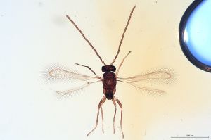 Th3224 diana male.jpg