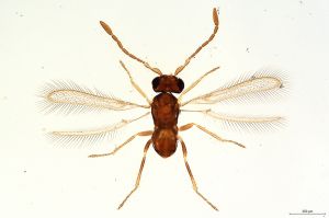 Th3235-III-0 diana.jpg