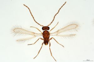 Th3235-IV-0 diana male.jpg