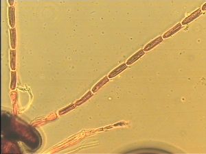 Th389 diana male.jpg