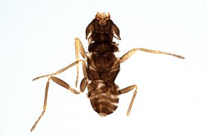 Th394-0 diana male.jpg