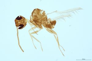 Th395-0 diana male.jpg