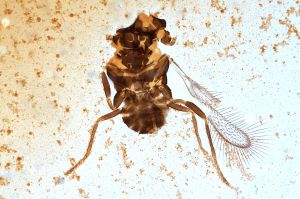 Th401-0 diana male.jpg